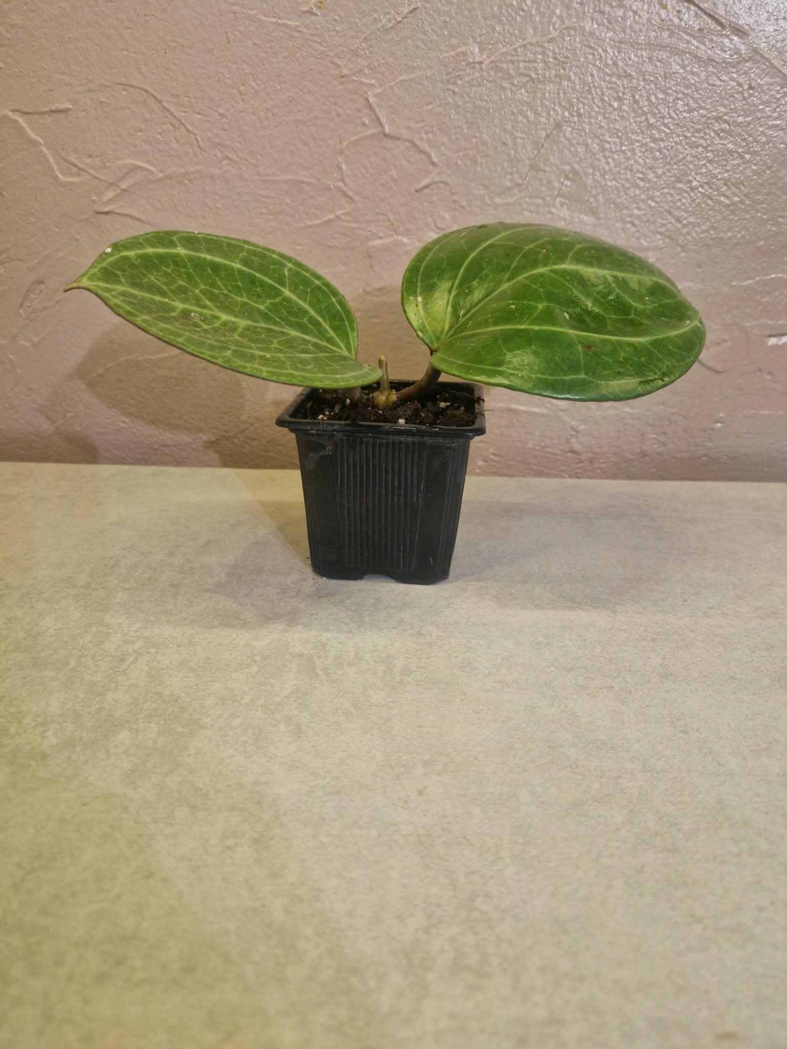 Latifolia 'Sarawak Cream XL Feuilles'