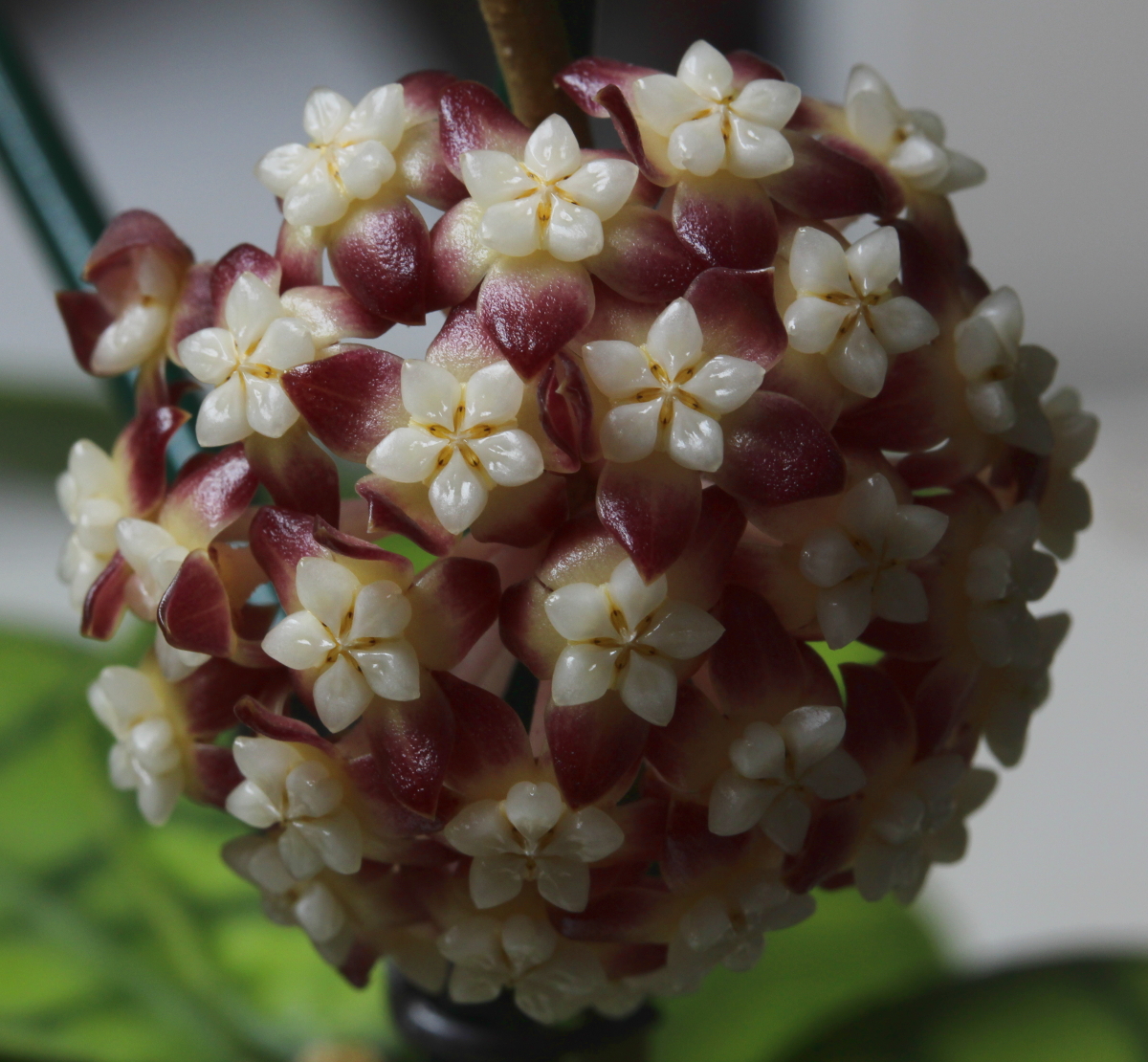 Callistophylla – Image 2